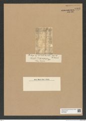 Diatomeae indet. Zeichnungen Sammlung Grunow Nr. 6995 (NHMW-BOT-W0375905)